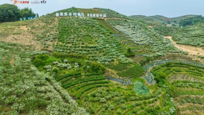 揚(yáng)子江龍鳳堂梔子基地通過中藥材GAP延伸檢查